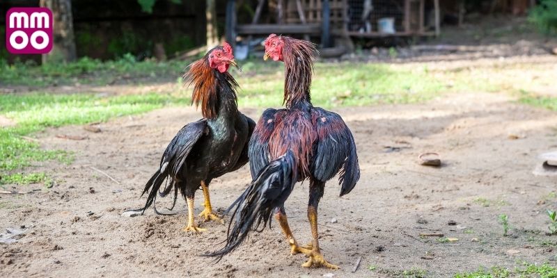 Tiêu chí đánh giá chiến kê đá gà 67 trực tiếp